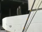 Must Watch Video