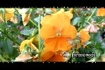 Must Watch Video